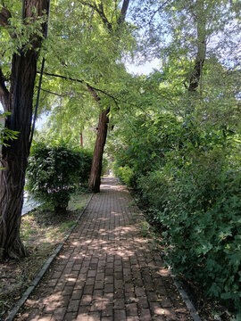 林蔭小路