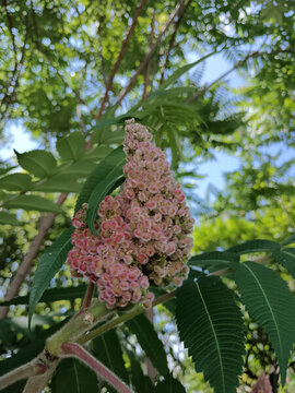 火炬樹