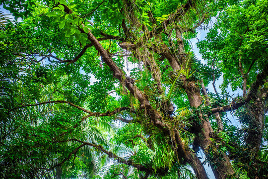 西雙版納自然植物風(fēng)景