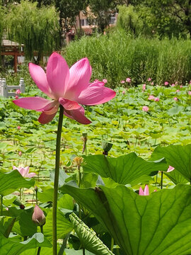 荷花