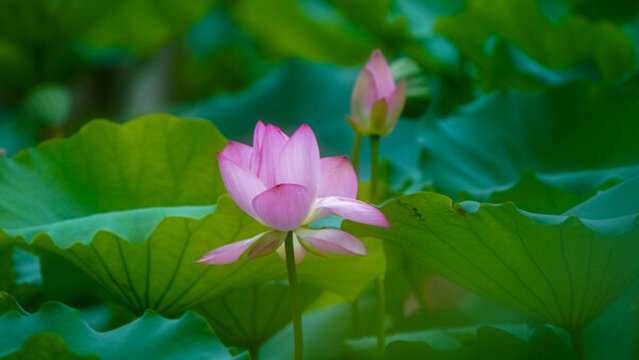 深圳寶安區(qū)萬(wàn)景樓荷花盛開(kāi)