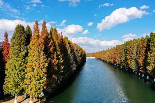岸邊水杉