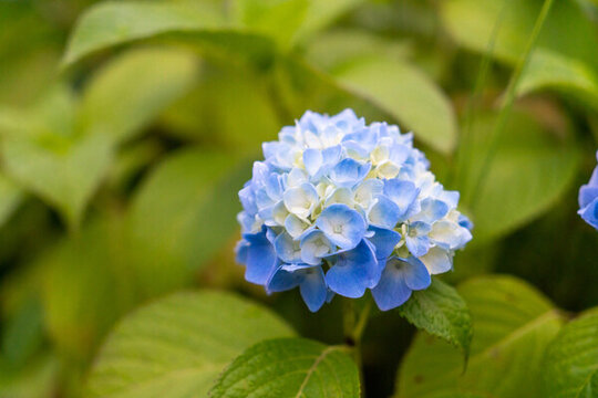 繡球花