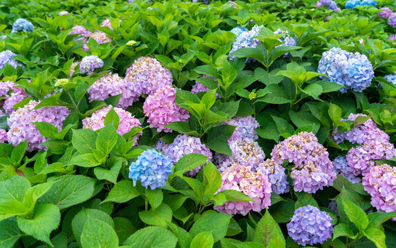 繡球花