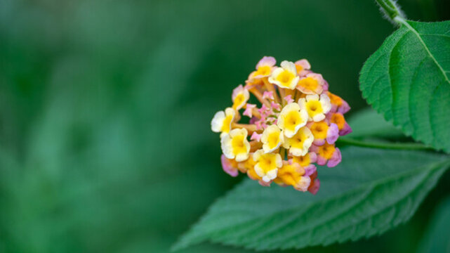 花朵馬纓丹