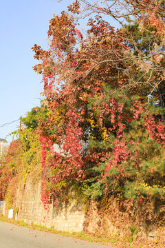 秋天紅楓葉
