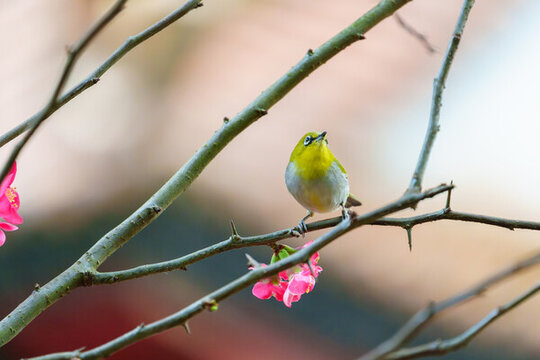 吃花蜜的灰腹繡眼鳥