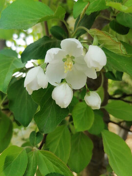 山荊子花