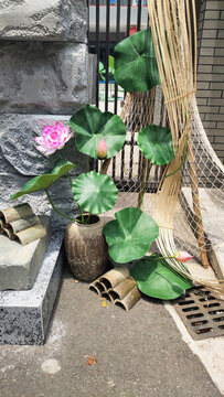 荷花