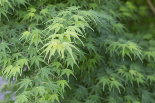 綠葉背景圖