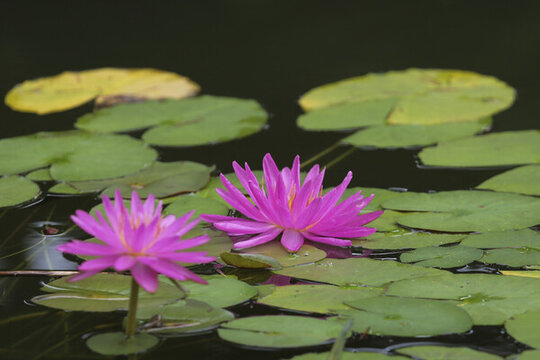 粉色水蓮花