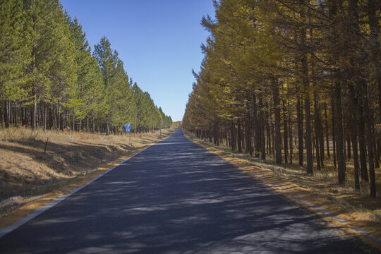 藍(lán)天樹林公路