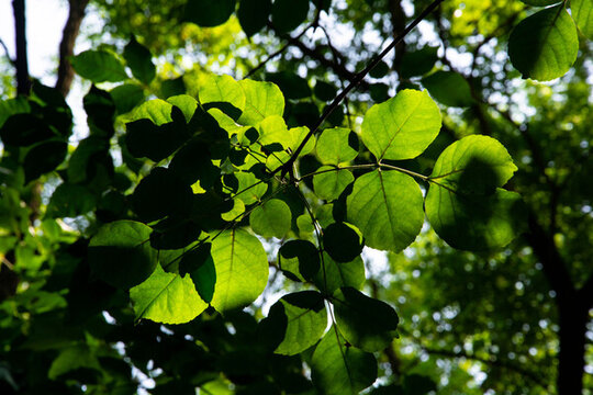 夏天陽(yáng)光穿透樹(shù)葉的光影