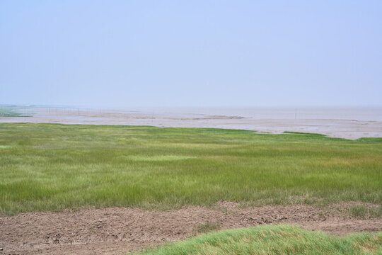 海邊灘涂草地