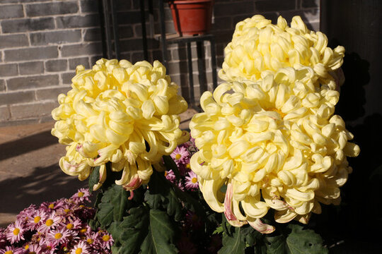 菊花展