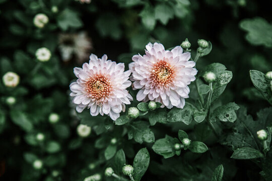 小菊花