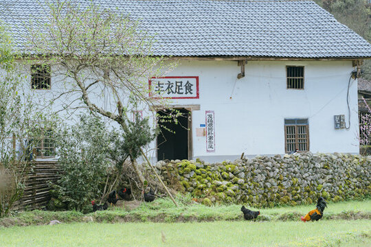 桃花
