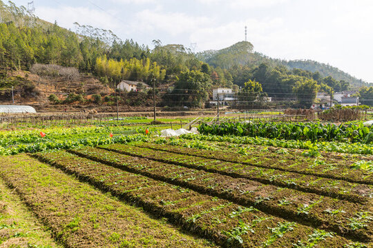 農(nóng)家菜地