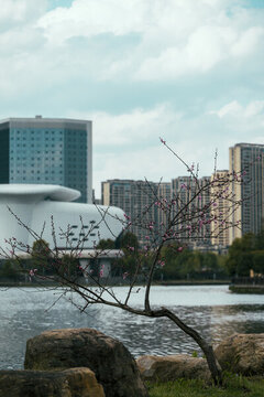 公園春色