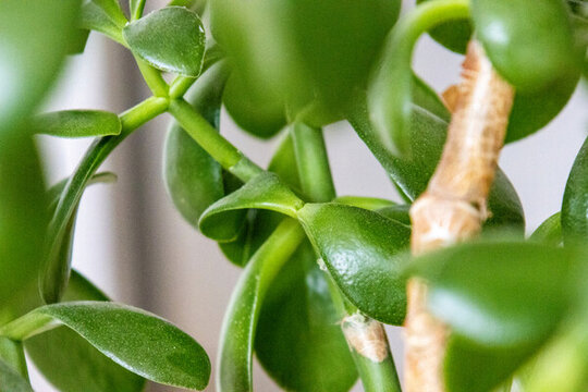 玉樹?；ń疱X樹發(fā)財(cái)樹