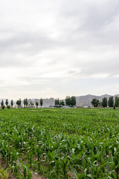 農(nóng)村玉米地
