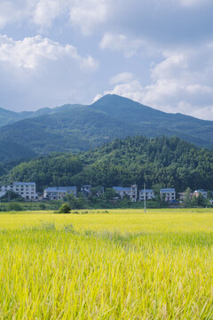 鄉(xiāng)村風(fēng)光油菜花