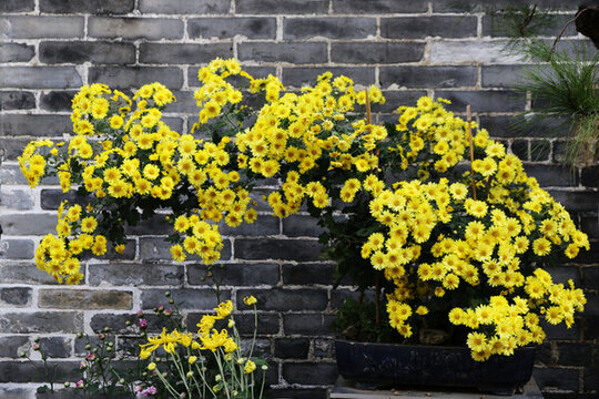 一樹(shù)小雛菊