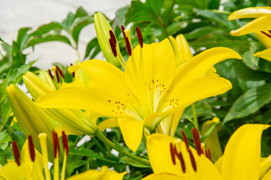 百合花