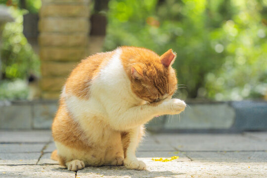 公園里的小貓