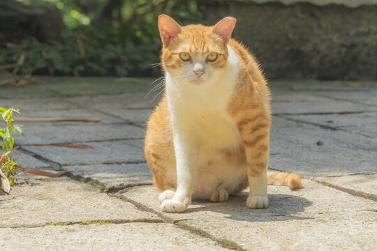 公園里的小貓