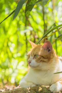 公園里的小貓