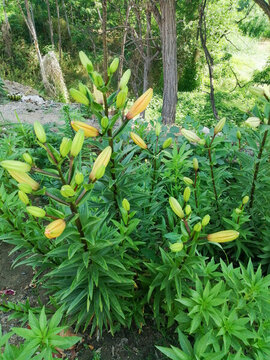 未開放的百合花