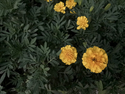 萬壽菊
