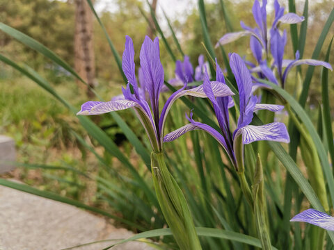 馬蘭花
