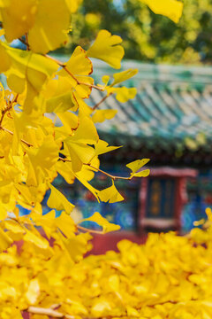 北京天壇公園古建筑和綠色植物