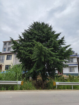 銀杏樹(shù)