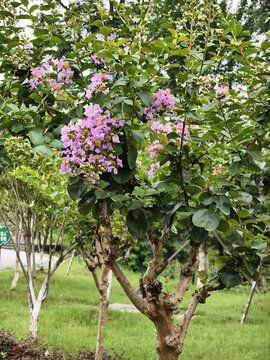 紫荊花