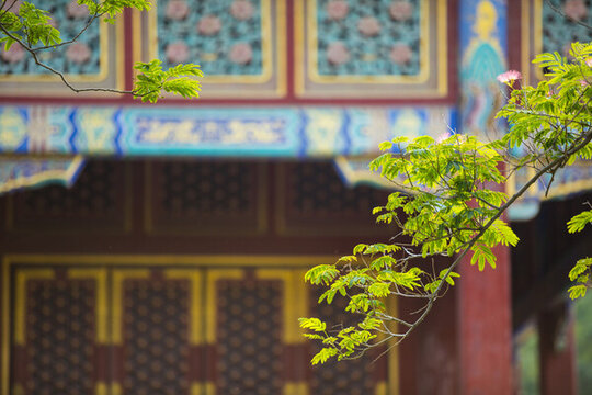 芙蓉花