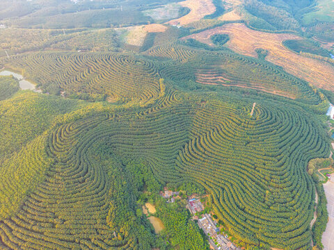 航拍山間梯田茶園田園風(fēng)光