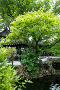 樹(shù)蔭