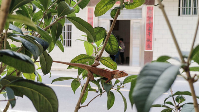 爬上桂花樹的蜥蜴