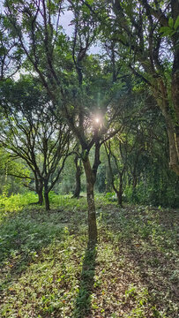 粵西農(nóng)村里缺乏管理的林地