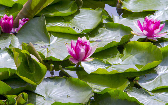 睡蓮花開水鳥歡