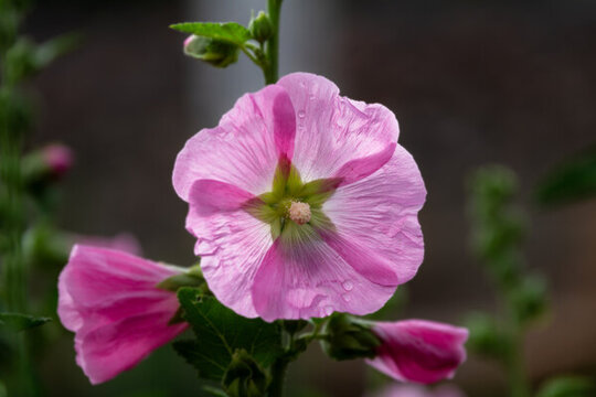 蜀葵花