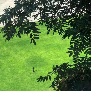 綠色草地pg