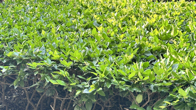 小區(qū)景觀