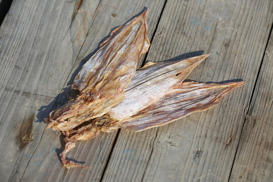 魷魚公