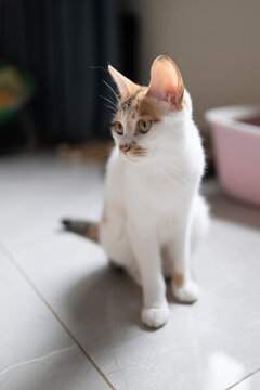 田園三花貓