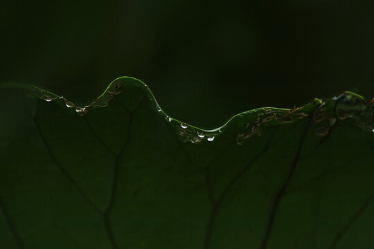雨后荷葉