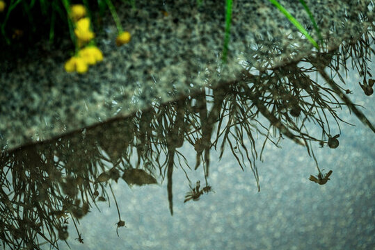 雨中花草